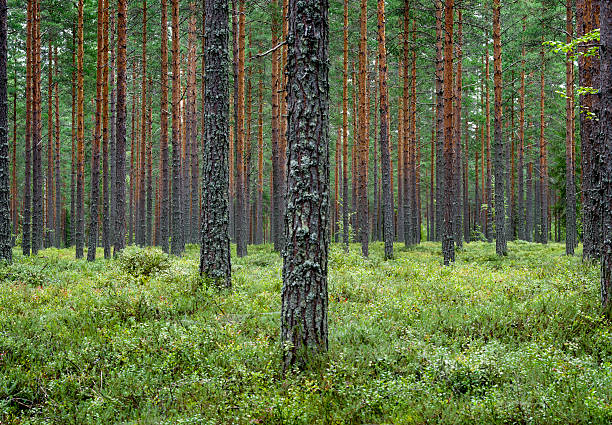 Tall skog vid bostadsrättsföreningen
